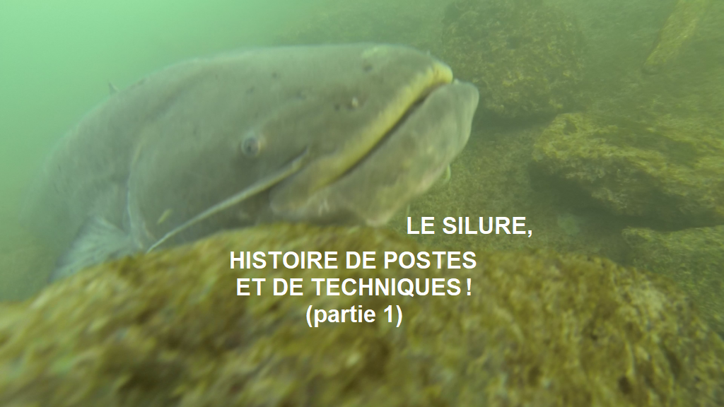 Quels sont les meilleurs postes à silure et comment les pêcher ?
Voici une série de 3 articles de Damien Modrak qui vous permettra de trouver et mettre au sec votre poisson favori.
Cliquez sur la photo pour accéder à la première partie)