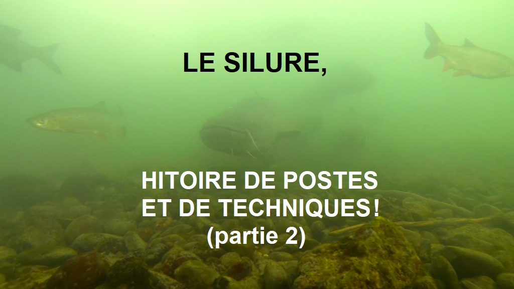 Quels sont les meilleurs postes à silure et comment les pêcher ?
Voici la deuxième partie qui vous permettra de trouver et mettre au sec votre poisson favori.